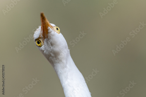 Cattle egret portrait, funny look