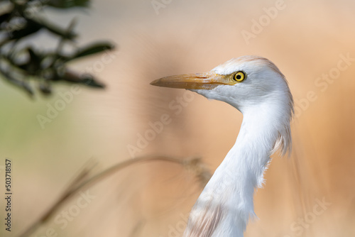 Cattle egret portrait