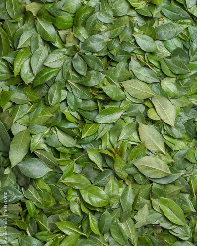 Obraz na plátně fresh henna also known as mehndi leaves, herbal leaves background, taken from ab