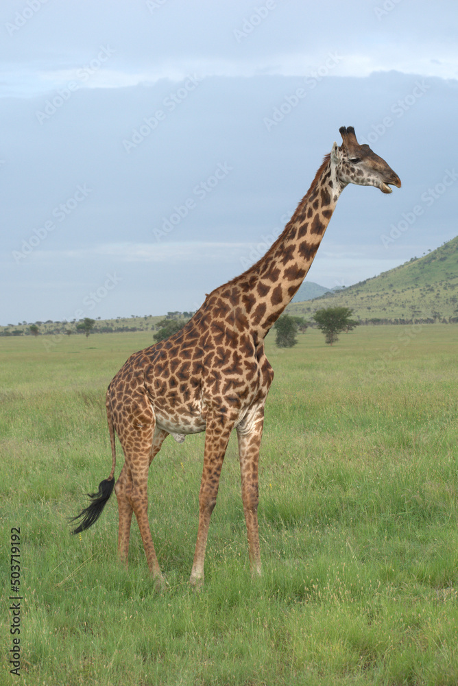 Beautiful giraffe side view Beautiful giraffe side view