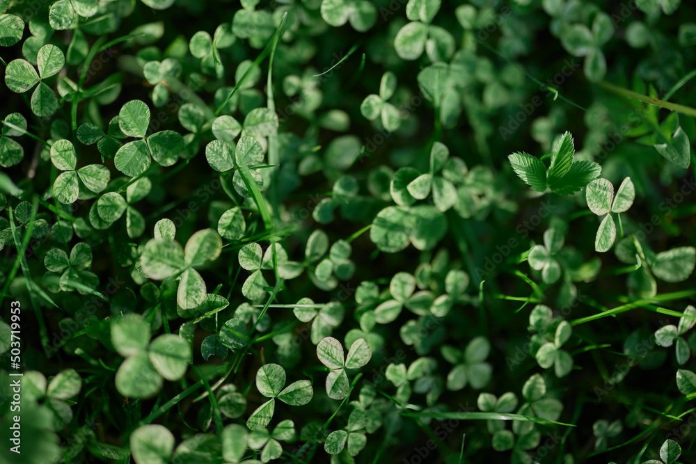 Fresh green leaves of clover grass and micro clover for lawn in the rays of summer sunlight, landscape design of a modern land plot Fresh green leaves of clover grass and micro clover for lawn in the rays of summer sunlight, landscape design of a modern land plot