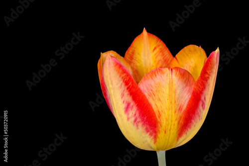 yellow with red tulip flower isolated on black