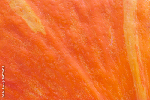 close up of orange pumpkin skin texture