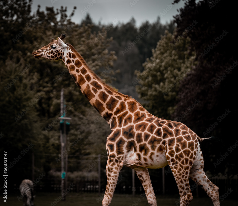 Obraz premium zoo