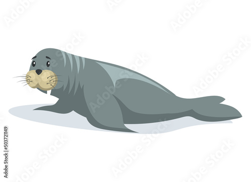 Small seal crawling on belly on ice floe. Wild animal baby sea lion lies on glacier in antarctica. Mammal living in arctic. Sea calf lies sideways on iceberg. Northern animal spends time in habitat