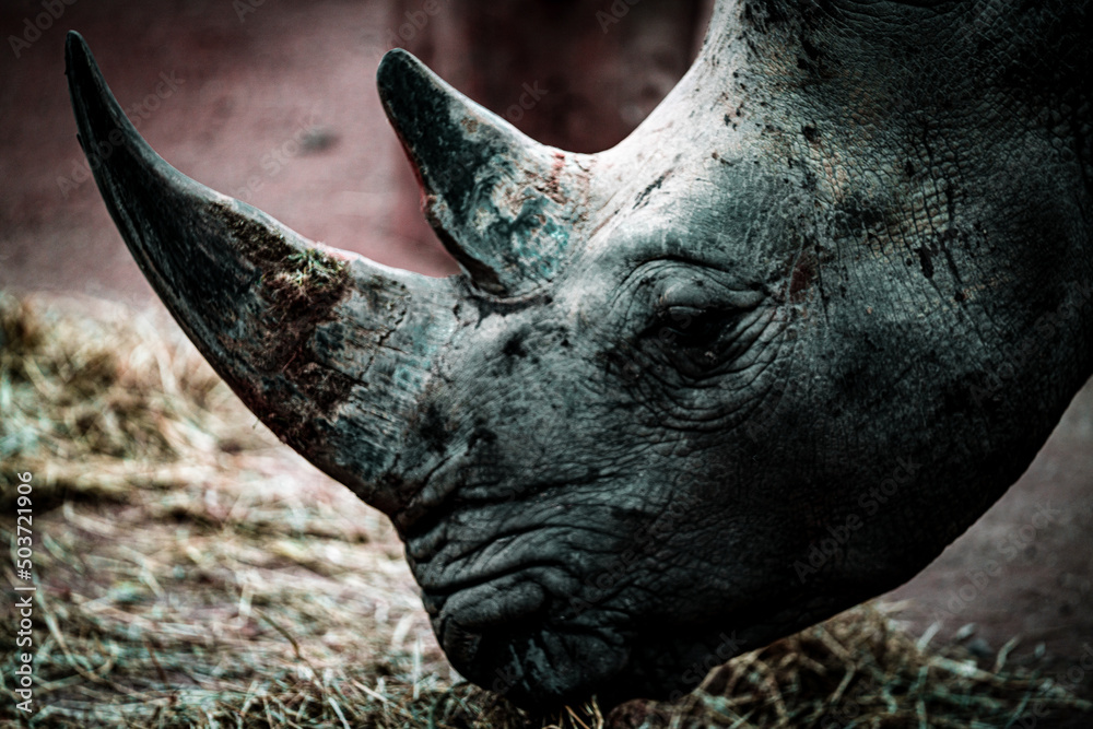 Fototapeta premium close up portrait for rhino in the zoo 