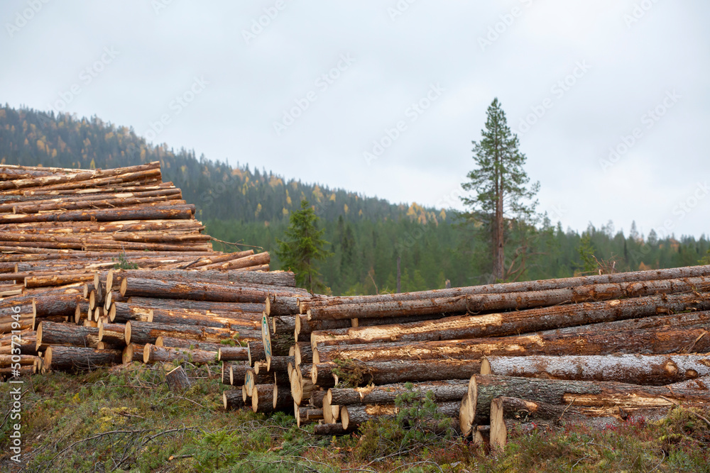 Conifer wood logs gathered together into a pile in the woods foe later use