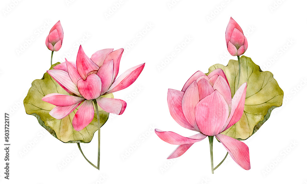 Pink Watercolor Hand Drawn Lotus Flower Illustrations. Watercolour Water Lily Flowers Leaf and Bud isolated on white background. Floral Compositions perfect for invitation