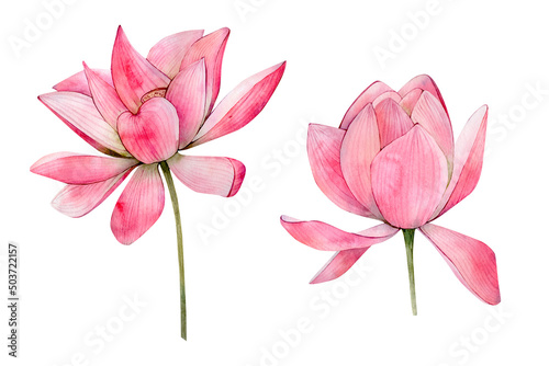 Pink Watercolor Hand Drawn Lotus Flower Illustrations. Watercolour Water Lily Flowers Leaf and Bud isolated on white background. Floral elements on white