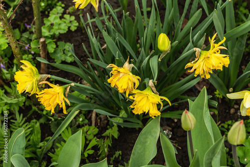 Blooming yellow narcissus in the garden. Spring seasonal of growing plants. Gardening concept