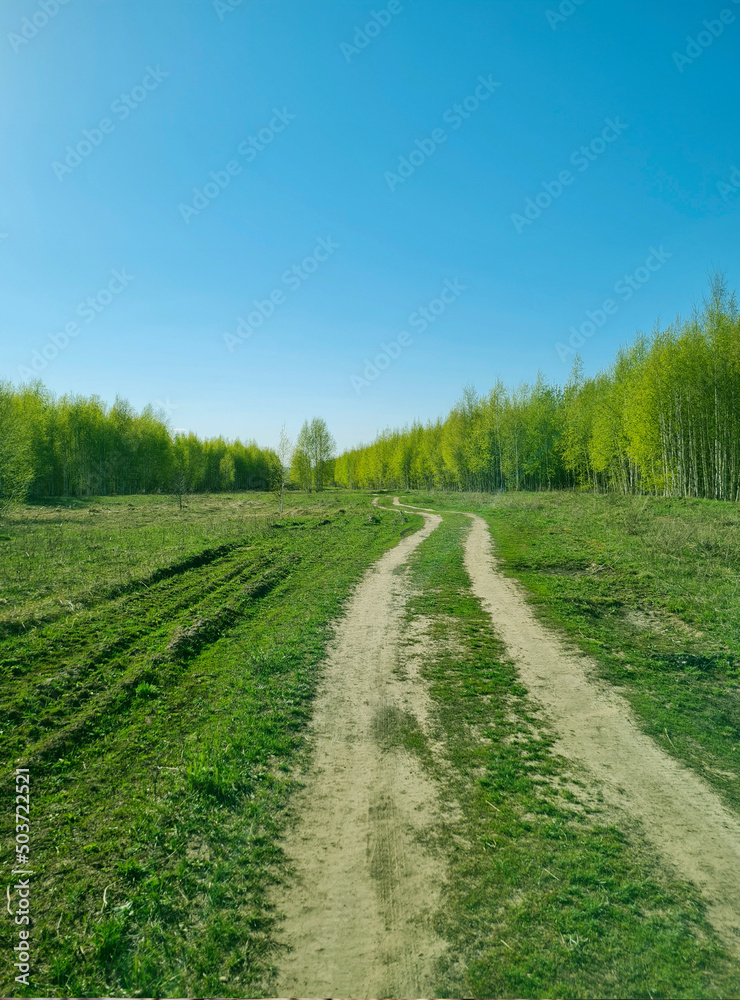 a forest with fir trees, fir trees and birches in early spring in Tatarstan with green petals and green grass with a blue sky, tall trees stretch their branches into the sky