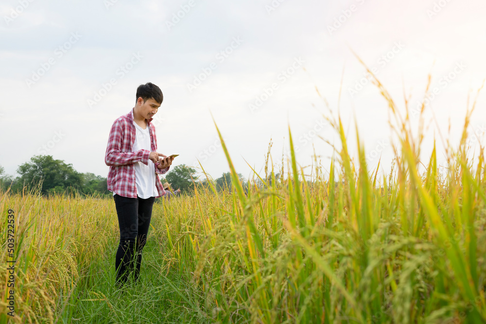 young smart farmer in checkered shirt  using smartphone in paddy field,concept organic agriculture, agricultural technology etc