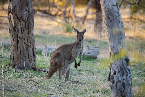 Cute wild kangaroo is standing in the forest and looking