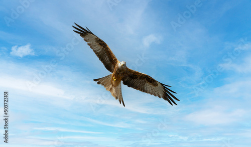 Portrait of a red kite  milvus milvus  with spread wings flying in the blue sky