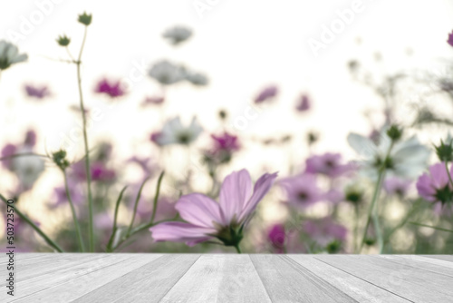 Fototapeta Naklejka Na Ścianę i Meble -  Empty top wooden table on c osmos flowers blooming on blue sky