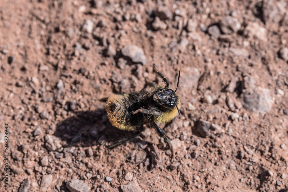 bee in the desert, a sunny day, concept of animal life