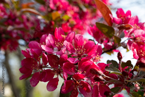 Close-up of Pink Tree Blossoms
