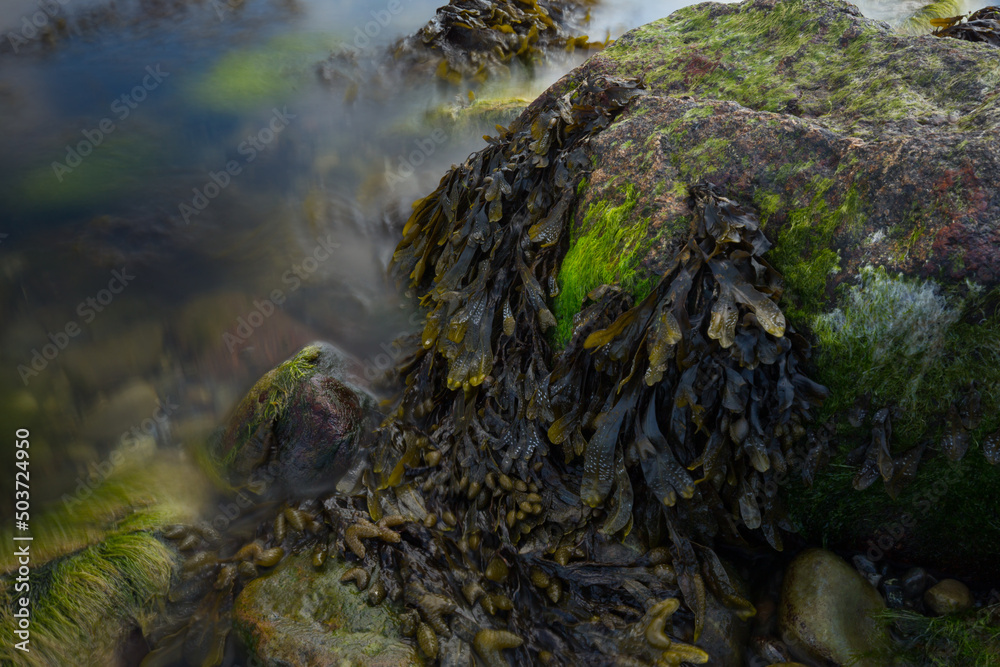 Steine mit grünen und braunen Algen