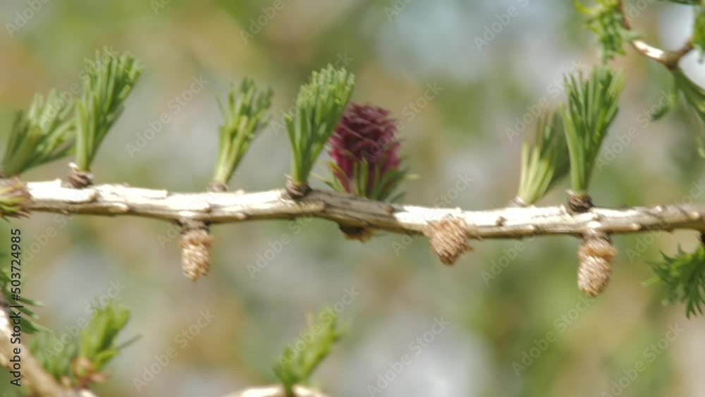 New leaves on larch with buds. The branches move in the wind. Red buds cones on larch New leaves on larch with buds. The branches move in the wind. Red buds cones on larch
