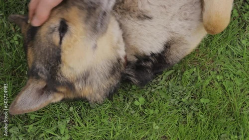 Playing peek a boo and petting a domestic dog on lawn  photo