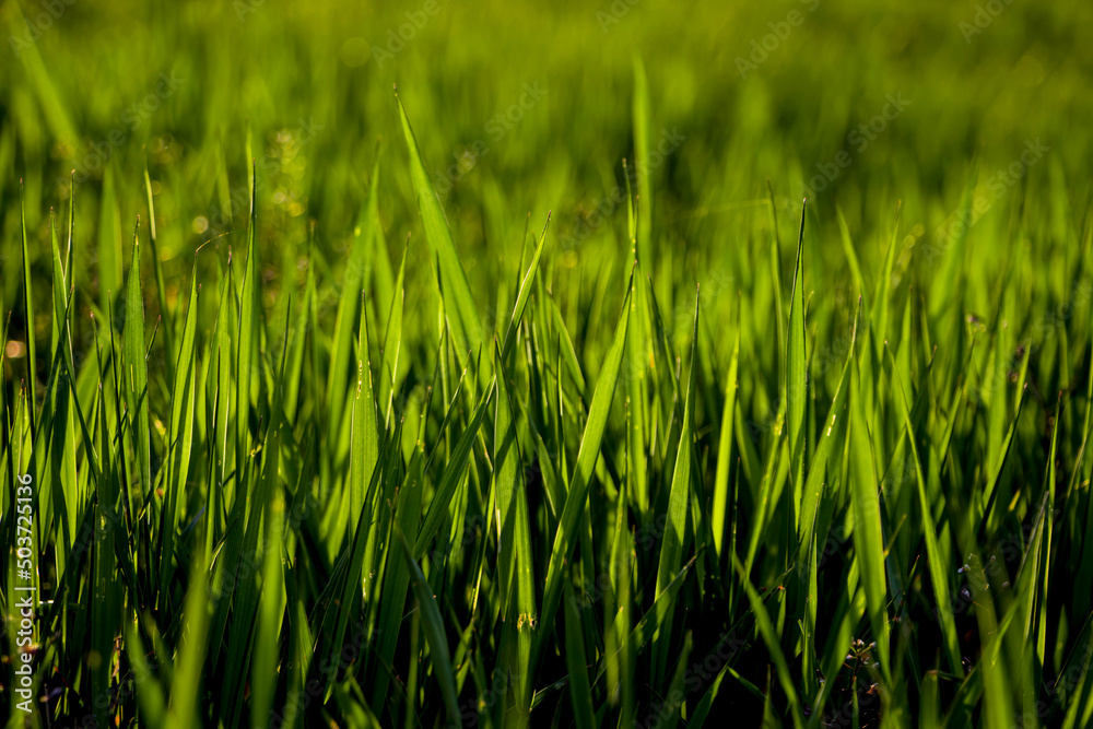 Green grass. . Selective focus. Green grass. . Selective focus.