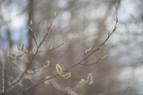 Leaves blossom on branches in spring. Nature background. Spring wallpaper, close-up, selective focus