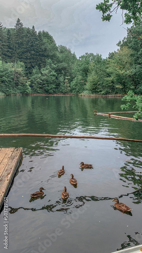 Vertical shot of ducks swimming in Ursu Lake in Sovata, Romania photo