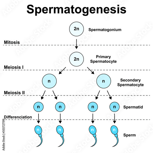 Scientific Designing Of Spermatogenesis. Colorful Symbols. Vector Illustration.	 photo