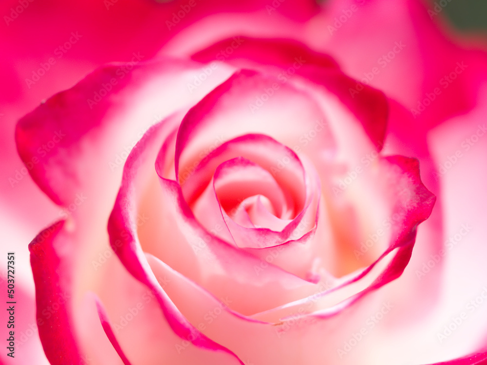 赤と白の薔薇