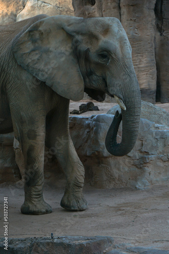 Half-length side portrait of an African savannah elephant