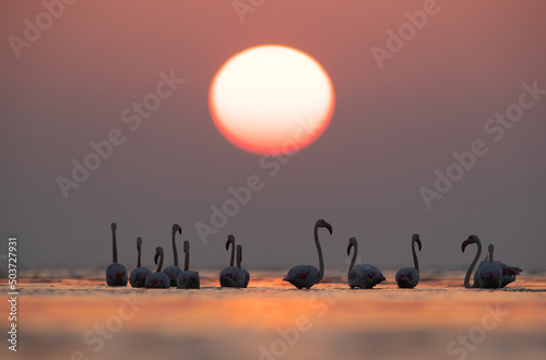 Greater Flamingos and dramatic sun at Asker coast, Bahrain
