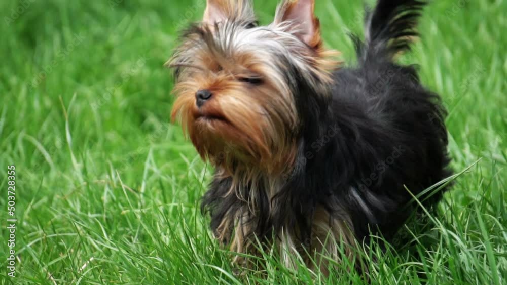 Yorkshire terrier puppy on a green lawn, slow motion Yorkshire terrier puppy on a green lawn, slow motion