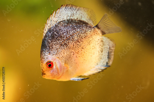 Portrait eines schönen farbigen Diskus Diskusbuntbarsch in einem Schwarzwasser Aquarium. photo