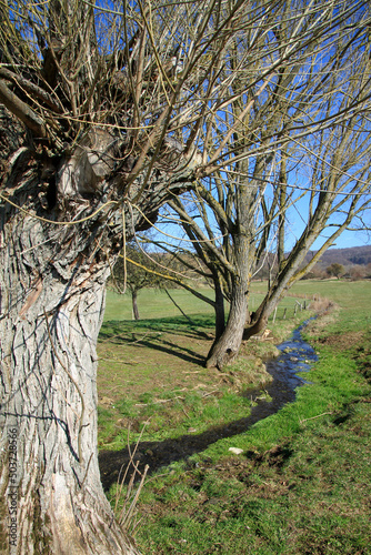 Fruehlingserwachen an Wiese und Bach. Roßdorf, Thueringen, Deutschland, Europa  --
Spring awakening at meadow and stream. Rossdorf, Thuringia, Germany, Europe photo