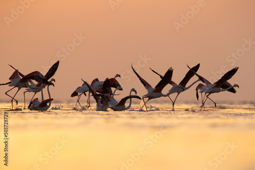 Greater Flamingos takeoff at Asker coast in the morning hours  Bahrain
