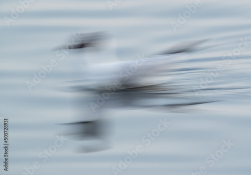 Abstract of Black-headed gull swimming at Tubli bay, Bahrain. A panning and motion blur photograph.