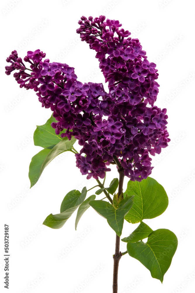 Obraz premium lilac flowers isolated on white background