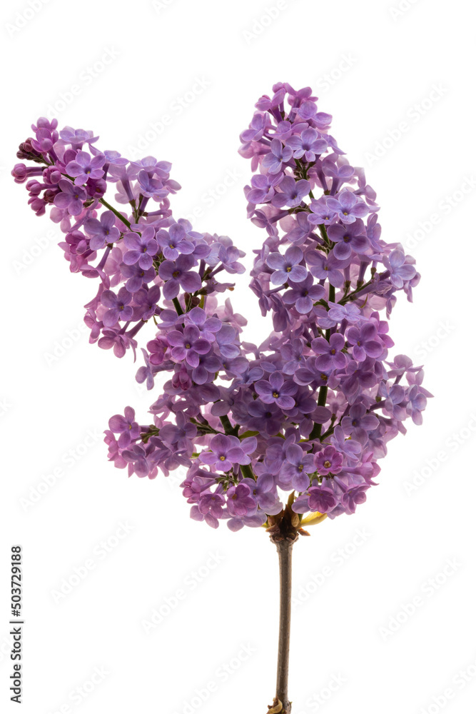 Obraz premium lilac flowers isolated on white background