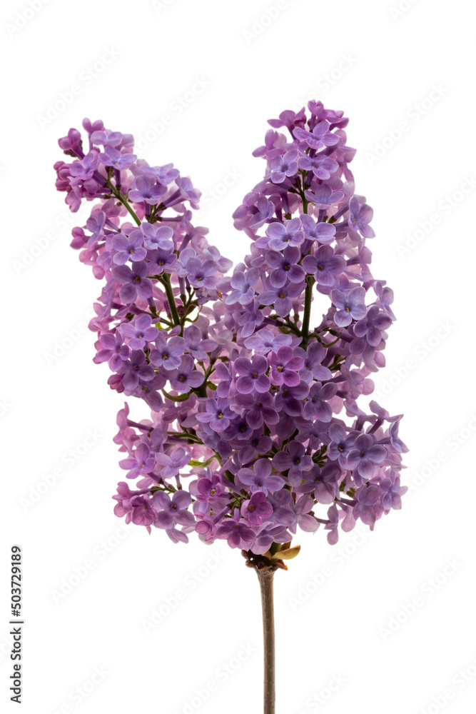 Obraz premium lilac flowers isolated on white background