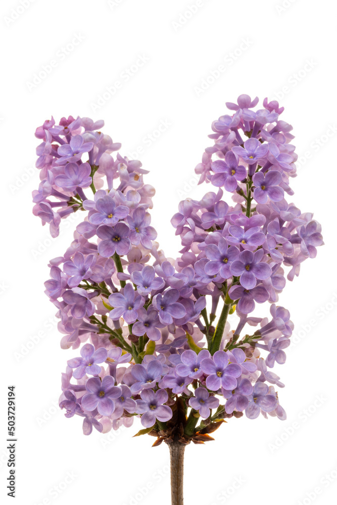 Obraz premium lilac flowers isolated on white background