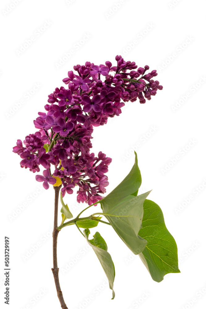 Obraz premium lilac flowers isolated on white background