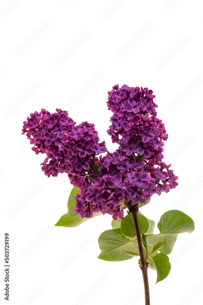Obraz premium lilac flowers isolated on white background