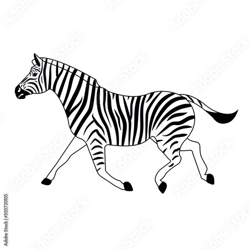 Vector flat outline zebra isolated on white background