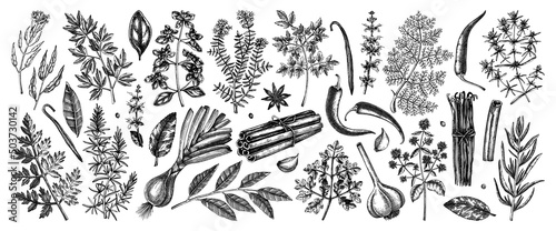 Hand drawn herbs and spices sketches collection. Hand sketched food illustrations isolated on white. Vintage aromatic plants set in sketch style. Kitchen spice and herbs black and white drawings photo
