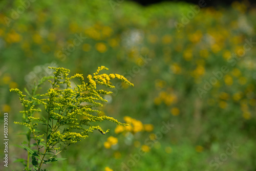 Nawłoć kanadyjska (Solidago canadensis), roślina astrowata kwitnąca na żółto, bokeh. © Grzegorz