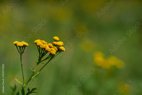 Wrotycz pospolity (Tanacetum vulgare), żółte kwiaty na zielonym tle. Medycyna naturalna, bokeh.