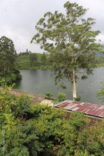 lake in the forest