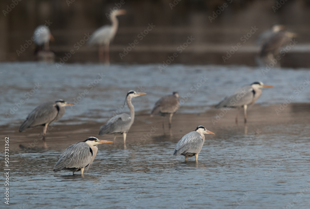 A flock of Grey Herons at Tubli bay, Bahrain
