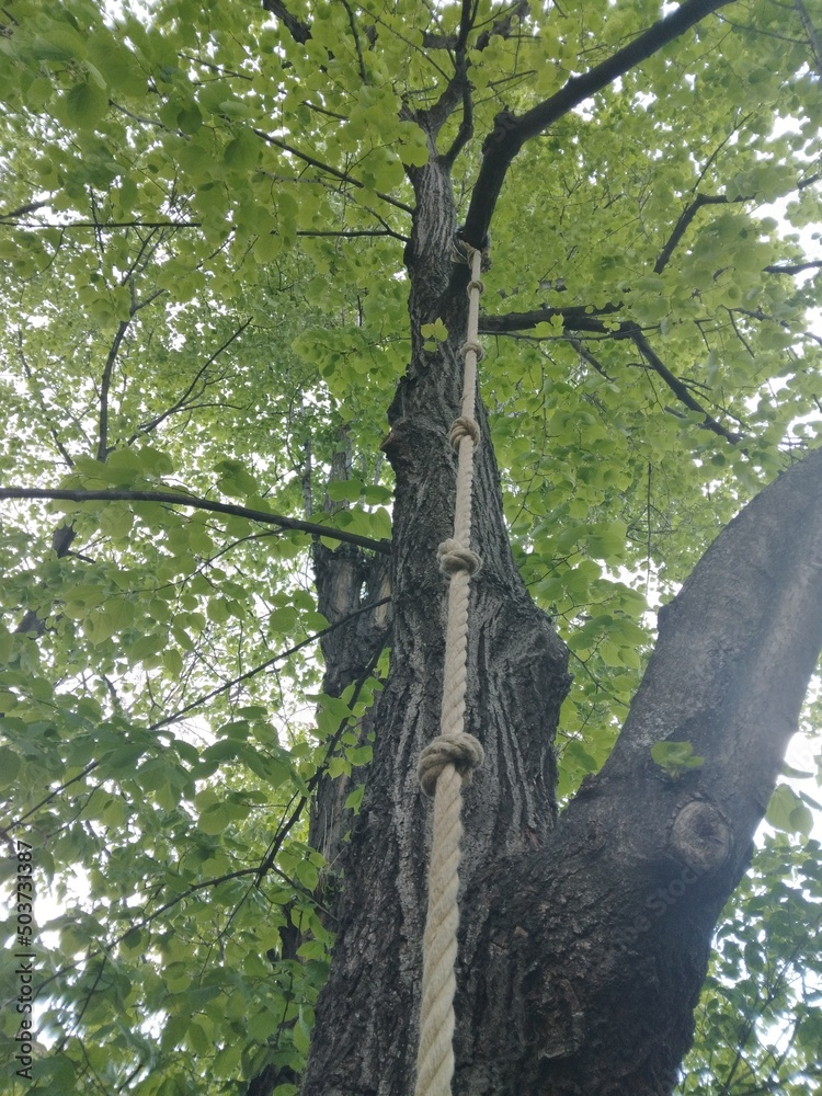 Naklejka premium tree in the park with rope