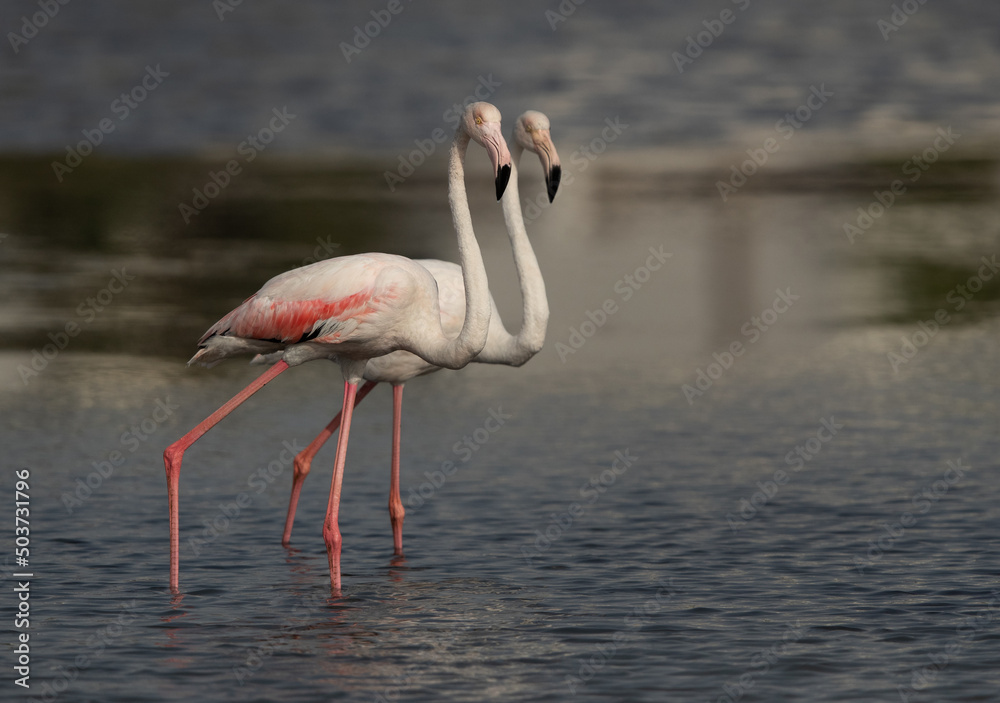 A pair of Greater Flamingos at Tubli bay in the morning hours, Bahrain